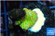 Montipora red fire forest 1-2 cm WYSIWYG acclimaté