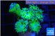 Duncanopsammia green 5-6 polyps WYSIWYG acclimaté