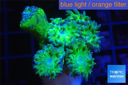 Duncanopsammia green 5-6 polyps WYSIWYG acclimaté