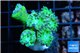 Duncanopsammia green 5-6 polyps WYSIWYG acclimaté