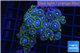 Zoanthus neon green magician blue 5-7 cm WYSIWYG acclimaté