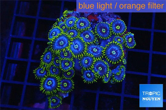 Zoanthus neon green magician blue 5-7 cm WYSIWYG acclimaté