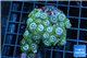 Zoanthus neon green magician blue 5-7 cm WYSIWYG acclimaté