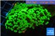 Euphyllia paraancora toxic green 4-6 cm WYSIWYG acclimaté