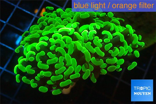 Euphyllia paraancora toxic green 4-6 cm WYSIWYG acclimaté