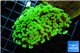 Euphyllia paraancora toxic green 4-6 cm WYSIWYG acclimaté