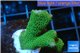 Montipora digitata green 2-3 cm WYSIWYG acclimaté