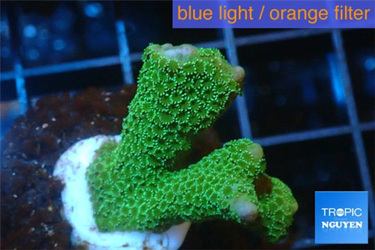 Montipora digitata green 2-3 cm WYSIWYG acclimaté
