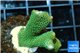 Montipora digitata green 2-3 cm WYSIWYG acclimaté