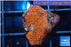 Montipora danae red poker star 1-2 cm WYSIWYG acclimaté