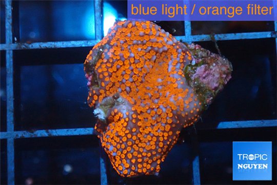 Montipora danae red poker star 1-2 cm WYSIWYG acclimaté