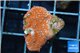 Montipora danae red poker star 1-2 cm WYSIWYG acclimaté