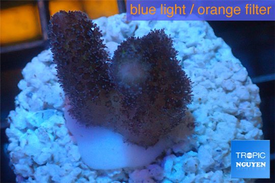 Stylophora full pink Fijii 1-2 cm WYSIWYG acclimaté