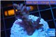 Acropora purple pink Indonesia 2-4 cm WYSIWYG acclimaté