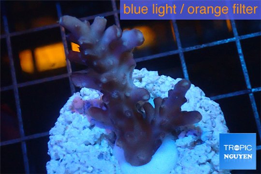 Acropora purple pink Indonesia 2-4 cm WYSIWYG acclimaté