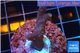 Acropora pink Indonesia 2-3 cm WYSIWYG acclimaté