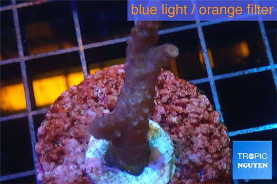 Acropora pink Indonesia 2-3 cm WYSIWYG acclimaté
