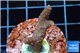 Acropora pink Indonesia 2-3 cm WYSIWYG acclimaté