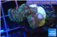 Pocillopora green & pink tip 2-3 cm WYSIWYG acclimaté