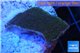 Montipora green & purple blue polyps Fijii 2-3 cm WYSIWYG acclimaté