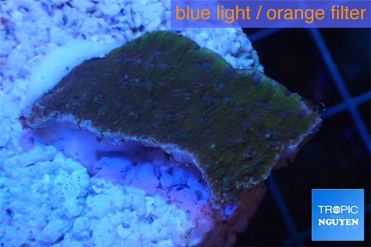 Montipora green & purple blue polyps Fijii 2-3 cm WYSIWYG acclimaté