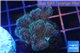 Pocillopora green & pink tip 3-4 cm WYSIWYG acclimaté