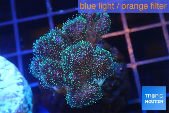 Pocillopora green & pink tip 3-4 cm WYSIWYG acclimaté