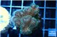 Pocillopora green & pink tip 3-4 cm WYSIWYG acclimaté