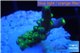 Acropora green purple yellow polyps Fijii 2-3 cm WYSIWYG acclimaté