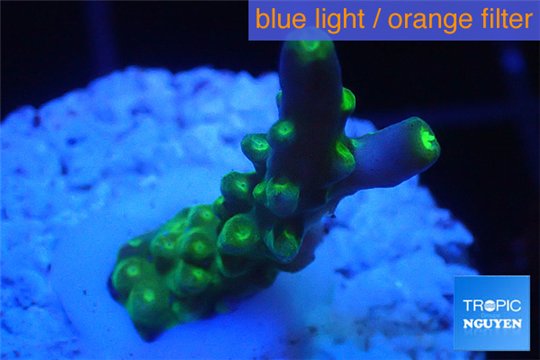 Acropora green purple yellow polyps Fijii 2-3 cm WYSIWYG acclimaté