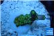 Acropora green purple yellow polyps Fijii 2-3 cm WYSIWYG acclimaté
