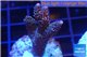 Acropora millepora pink Indonesia 3-4 cm WYSIWYG acclimaté