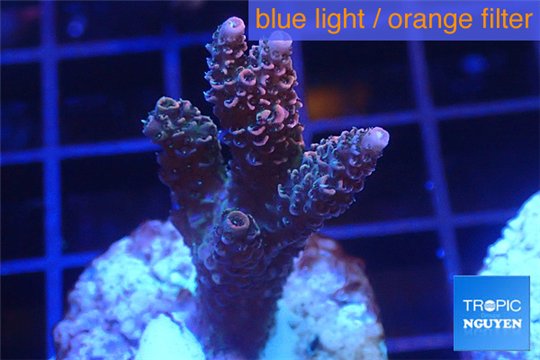 Acropora millepora pink Indonesia 3-4 cm WYSIWYG acclimaté