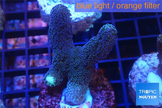 Stylophora milka 3-4 cm WYSIWYG acclimaté