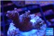Acropora pink Indonesia 2-4 cm WYSIWYG acclimaté