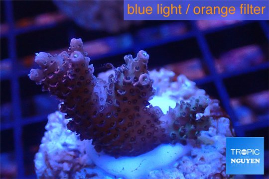 Acropora pink Indonesia 2-4 cm WYSIWYG acclimaté