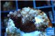 Acropora pink Indonesia 2-4 cm WYSIWYG acclimaté