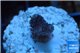 Stylophora full pink Fijii 1-2 cm WYSIWYG acclimaté