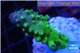 Acropora humilis green purple Fijii 2-4 cm WYSIWYG acclimaté