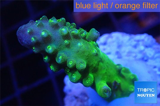 Acropora humilis green purple Fijii 2-4 cm WYSIWYG acclimaté