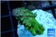Acropora humilis green purple Fijii 2-4 cm WYSIWYG acclimaté