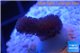 Stylophora full pink Fijii 1-2 cm WYSIWYG acclimaté