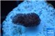 Stylophora full pink Fijii 1-2 cm WYSIWYG acclimaté