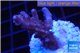 Acropora pink purple table Fijii 2-4 cm WYSIWYG acclimaté