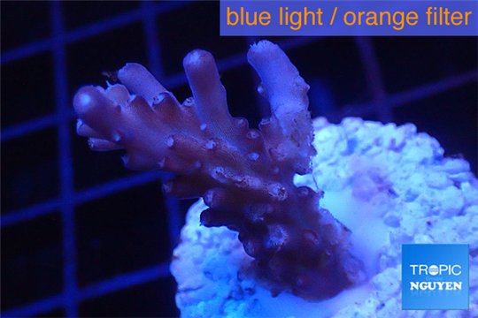 Acropora pink purple table Fijii 2-4 cm WYSIWYG acclimaté