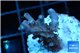 Acropora pink purple table Fijii 2-4 cm WYSIWYG acclimaté