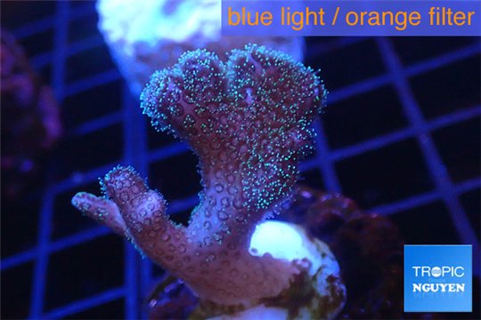 Pocillopora green & pink tip 2-3 cm WYSIWYG acclimaté