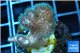 Pocillopora green & pink tip 2-3 cm WYSIWYG acclimaté