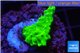 Acropora neon green 2-3 cm WYSIWYG acclimaté