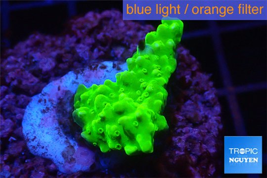 Acropora neon green 2-3 cm WYSIWYG acclimaté